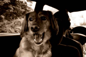 Viajar con perros y otras mascotas en el coche